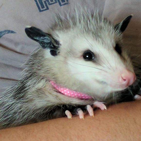 prtaamorgan